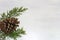 White background rustic christmas pine pines