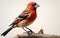 White Background Showcasing a Grosbeak -Generative Ai