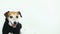 White background with small dog in black hoodie. Video footage. Happy smilimg Jack Russell terrier pup