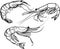 On Ð° white background. Stylized shrimp. Line drawing vector illustration.