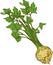 White background vector illustration of a healthy vegetable