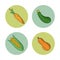 White background with vegetables carrot zucchini cucumber and cob corn in round frames