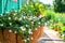 White Bacopa ampelnaya, grows in a flower pot