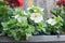 White Bacopa flowers in an urban garden