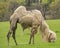 White bactrian camel