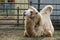 White Bactrian camel resting on the ground