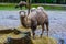 White bactrian camel with wet fur chewing on some hay, Domesticated animal from Asia