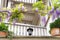 White balconies with blooming wisteria in front of them