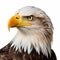 White Bald Eagle Head: Terry Redlin Style, Ultra Hd, Eye-catching