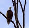 White Bald head eagle