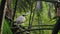 White Balinese squash sits on a branch and opens its beak