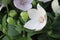 White ballon flower in the garden