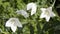 White balloon flowers