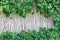 White bamboo fence texture background with green grape leaves