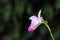 White Bamboo orchid (Arundina)