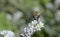 White-banded digger bee