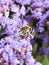 White-banded Digger Bee