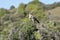 White banded mokingbird in Calden Forest environment, Patagonia