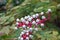 White baneberry (Actaea Alba)