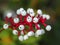 White baneberry Actaea pachypoda berries and stalks