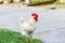 White bantam