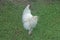 WHITE BANTAM HEN FROM BEHIND