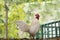 White bantam males standing in the garden, trees green blur in background. Bantam is pet that sing to wake up in the morning