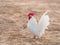 White Bantam Standing Gracefully