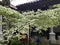 White banyan tree beside the house