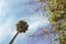 White baobab flowers and palm tree against a blue sky