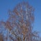 White bare silver birch tree crest - Betula
