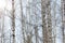 White bare winter or spring birch trees trunks close up. Birch trees forest. Horizontal format.