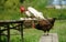 White bareneck rooster jumping on a table