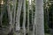 White Bark of Aspen Tree in Forest