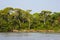 White Bark Jungle Trees Along River