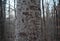 White bark tree trunk carved with lovers` initials in a cold forest.