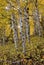 White barked quaking aspen trees