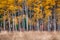 White barked quaking aspen trees under autumn golden leaves