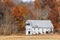 White Barn and Autumn Leaves