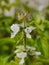 A white basil flower with fresh white petal details