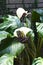 White bat flower Tacca integrifolia.