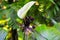 White batflower Tacca integrifolia, sometimes nicknamed `Cat`s Whiskers`