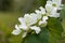 White bauhinia flower