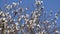 White Bauhinia purpurea tree blossoming in Israel