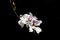 White Bauhinia variegata flower isolate on black background