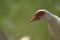 White beak duck, Mother Duck view Front