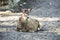 White-beaked deer lying on the ground. Rare breed of deers lives in Tibet.