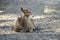 White-beaked deer lying on the ground. Rare breed of deers lives in Tibet.