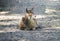 White-beaked deer lying on the ground. Rare breed of deers lives in Tibet.