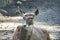 White-beaked deer lying on the ground. Rare breed of deers lives in Tibet.